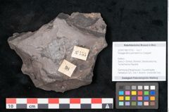 Foto (Objekt + Etikett) von Noeggerathia palmaeformis Goeppert (NHMW-GEO-2024-0188-10755)